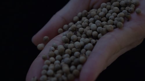 Hand Holding White Peppercorns Spice Ingredient