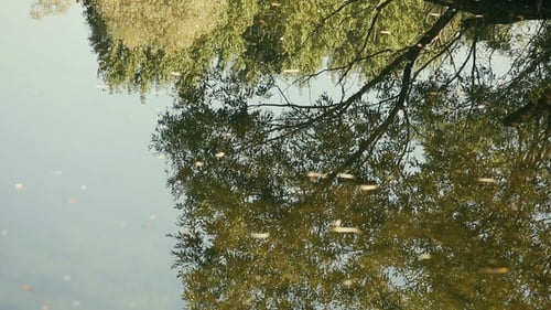 Lake in The Autumn Park