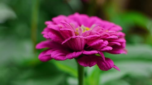 Zinnia Flower
