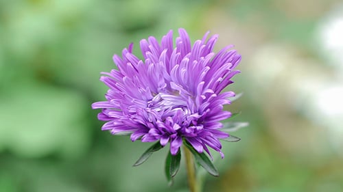 Aster Flower