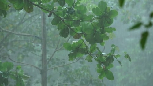 Gentle Rain Falling on Bright Green Tropical Leaves