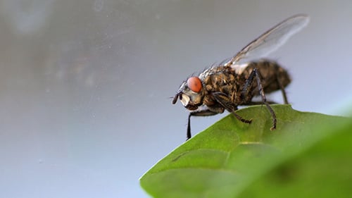 Housefly Fly Setting In Green Leaf