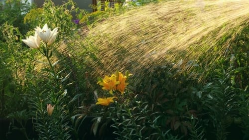 Manual Garden Sprayer