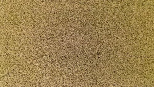 Aerial Over Rice Fields