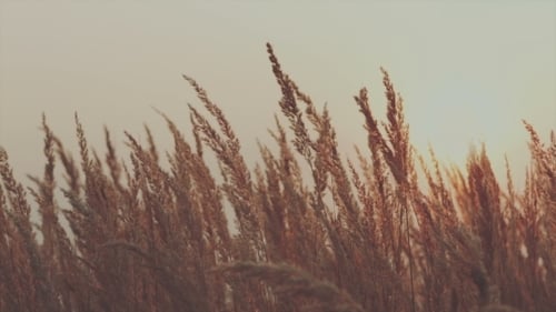 Amber Grass Swaying in Warm Sunlight