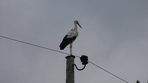 Stork Standing Tall on Rural Utility Pole