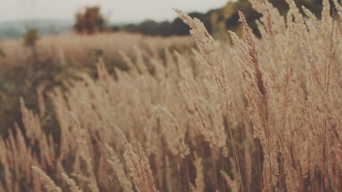 Golden Hour Light on Tall Grasses in Rural Field