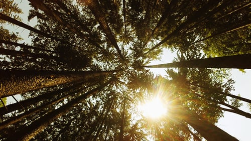 Forest Canopy View with Sunlight Filtering Through