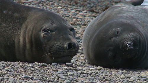 Resting Seals on a Rocky Beach Close-Up