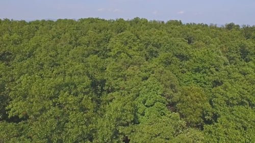 Above Trees