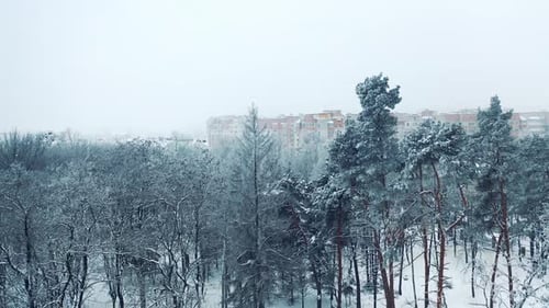 White trees covered by snow in winter park on the background of modern buildings in the city.