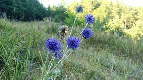Fleurs épineuses sauvages 1