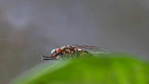 Housefly Fly Setting In Green Leaf