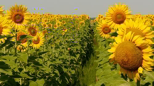 Beautiful Blooming Field Of Sunflowers