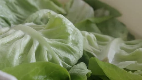 Close Up of Green Lettuce Leaves