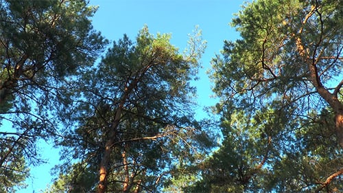 Pine Trees Swaying in the Wind on Sunny Day