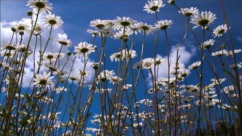 Long Stalks of Daisies on the Field on a Morning