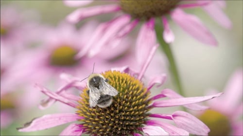 Bee Pollinating Pink Flower in Spring Garden