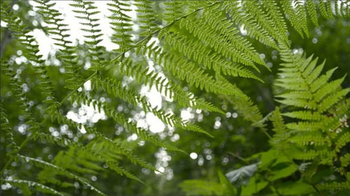 Grüne Blätter von einem wehenden Baum