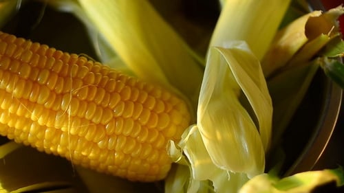 Row of Fresh Sweet Corn