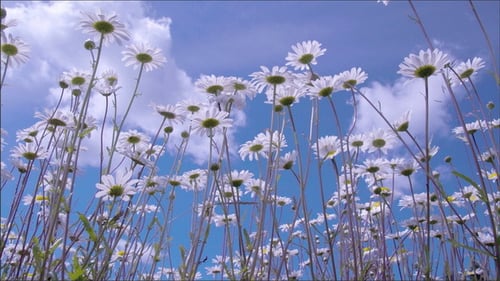Die Gänseblümchen winken in der Brise des Windes