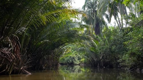 Palm Tree Tropical Forest In Backwater - Boat Trip