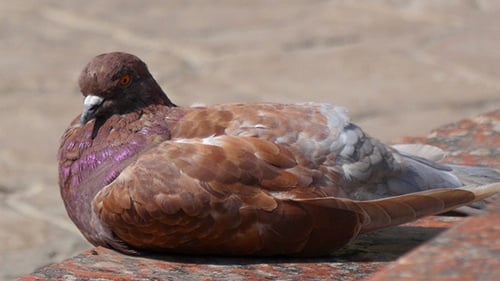 Pigeons In The City