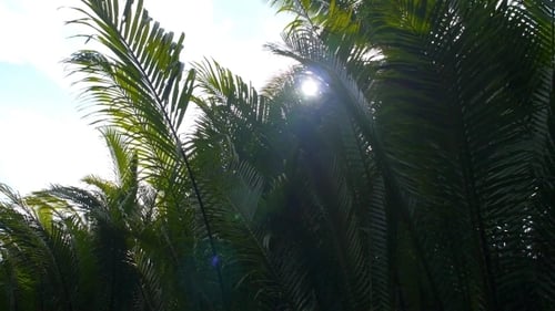 Green Leaves In Tropical Jungle Forest With Sun