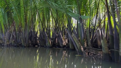 Lush Tropical Riverbank with Dense Green Vegetation