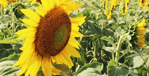 Girasol