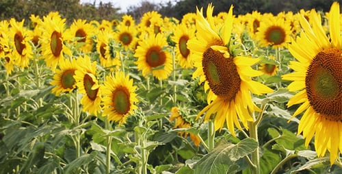 Vibrant Sunflower Field in Full Bloom on Sunny Day