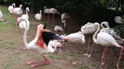 Flamingos rosa ao ar livre