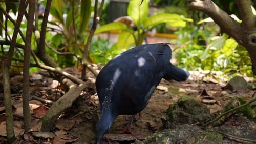 Victoria Crowned Pigeon (Goura Victoria)
