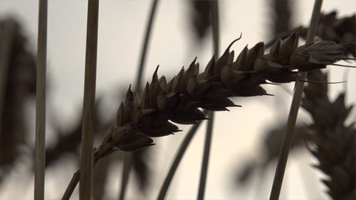 Wheat Ears 5