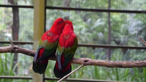 Red Lorikeets Snuggling on a Branch