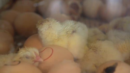 Recently Hatched Yellow Chicks on Eggs