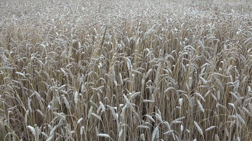 Wheat Ears 7