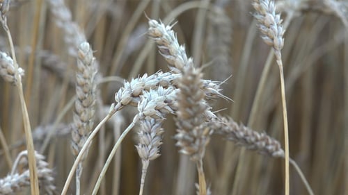 Wheat Ears 9