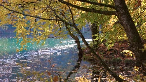 Türkisblauer See und friedlicher Ort im Wald