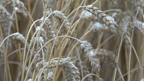 Wheat Ears 11