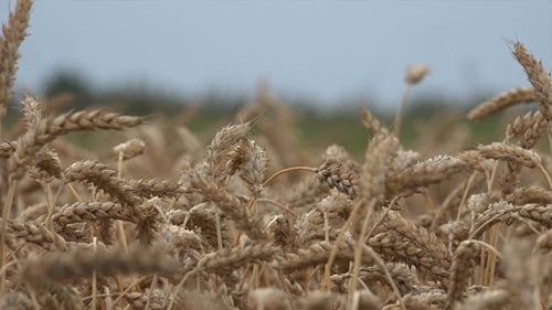 Wheat Ears 13
