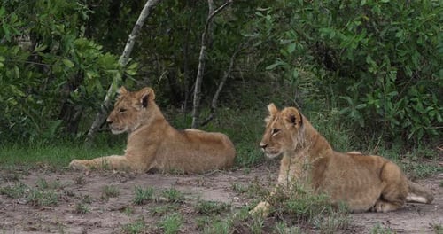 Afrikanischer Löwe, Panthera-Löwe, Junge, Masai Mara Park in Kenia, Echtzeit 4K