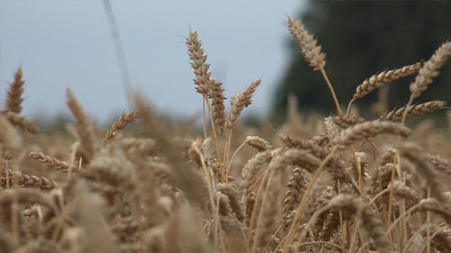 Golden Wheat Field Swaying in Gentle Breeze