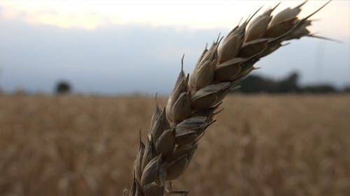 Wheat Ears 19