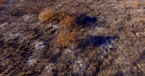 Aerial View. Flight Over Field After Fire