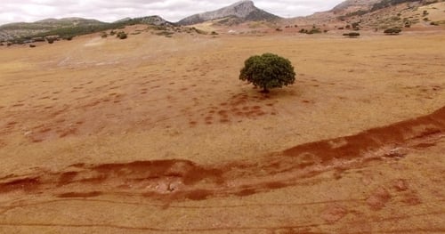 Aerial. Drone Flight Over Dry Field Of Grass