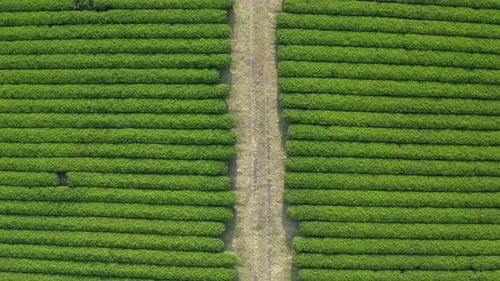 Top shot of a drone. A panoramic view of a wide green tea field