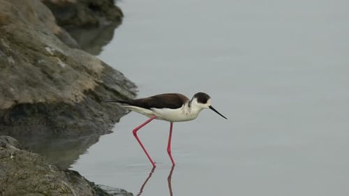 Stelze mit schwarzen Flügeln
