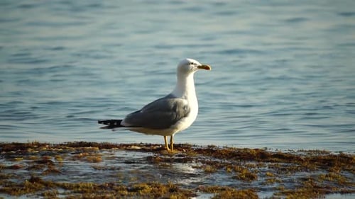 Slow Motion Closeup Shot of a Seagull on the Rock Against Calm Sea
