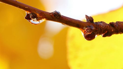 Tree Branches With Water Drops After The Rain